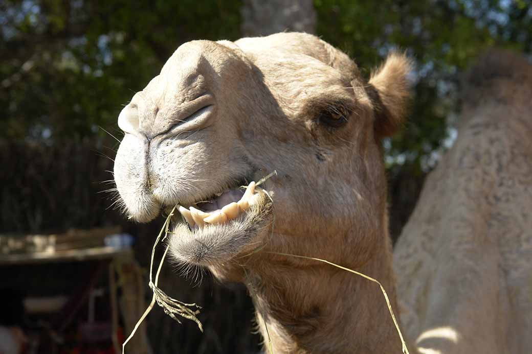 Chewing camel