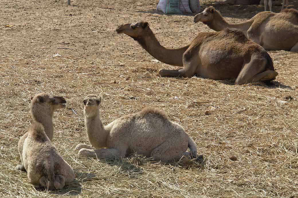 Young camels