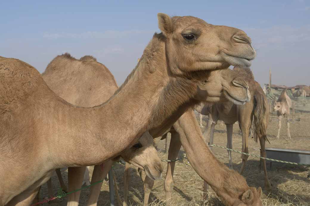 Camels to be sold