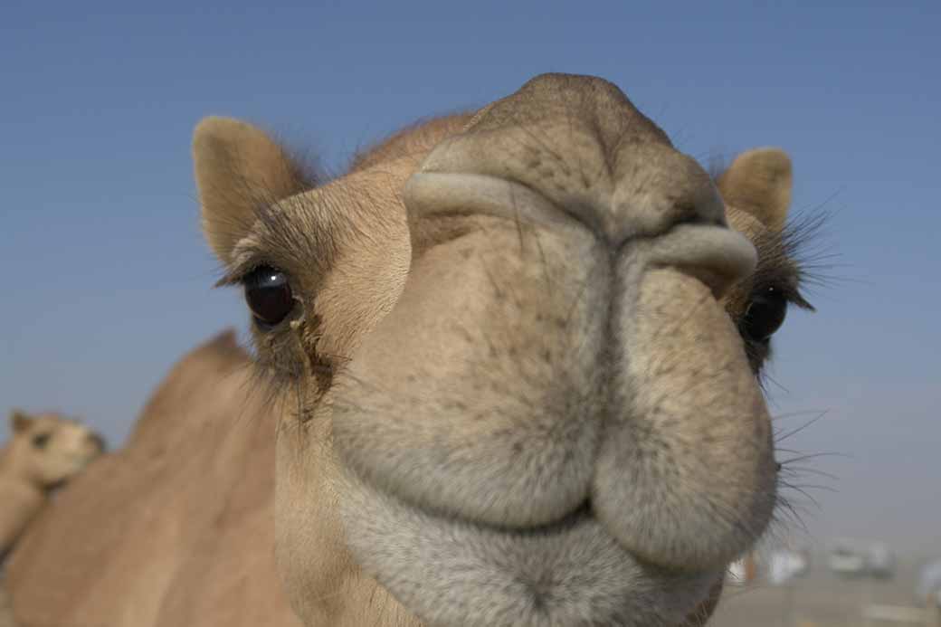 Inquisitive camel