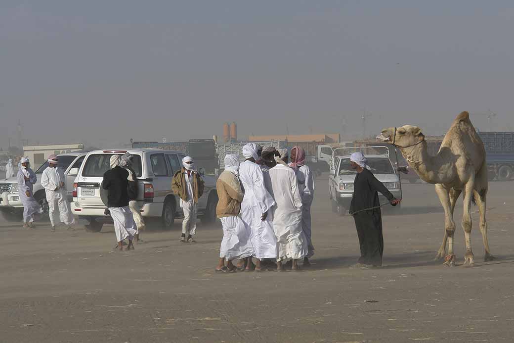 At the camel market