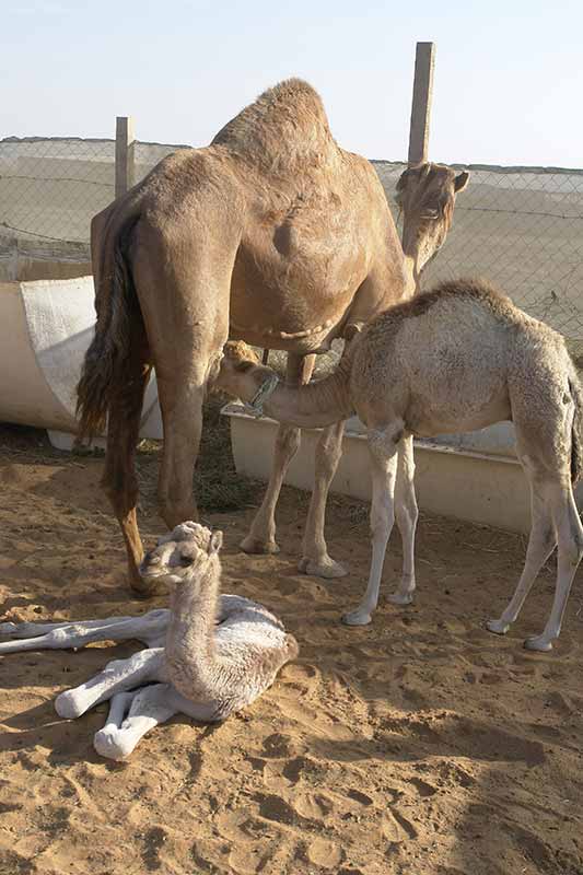 Young camels