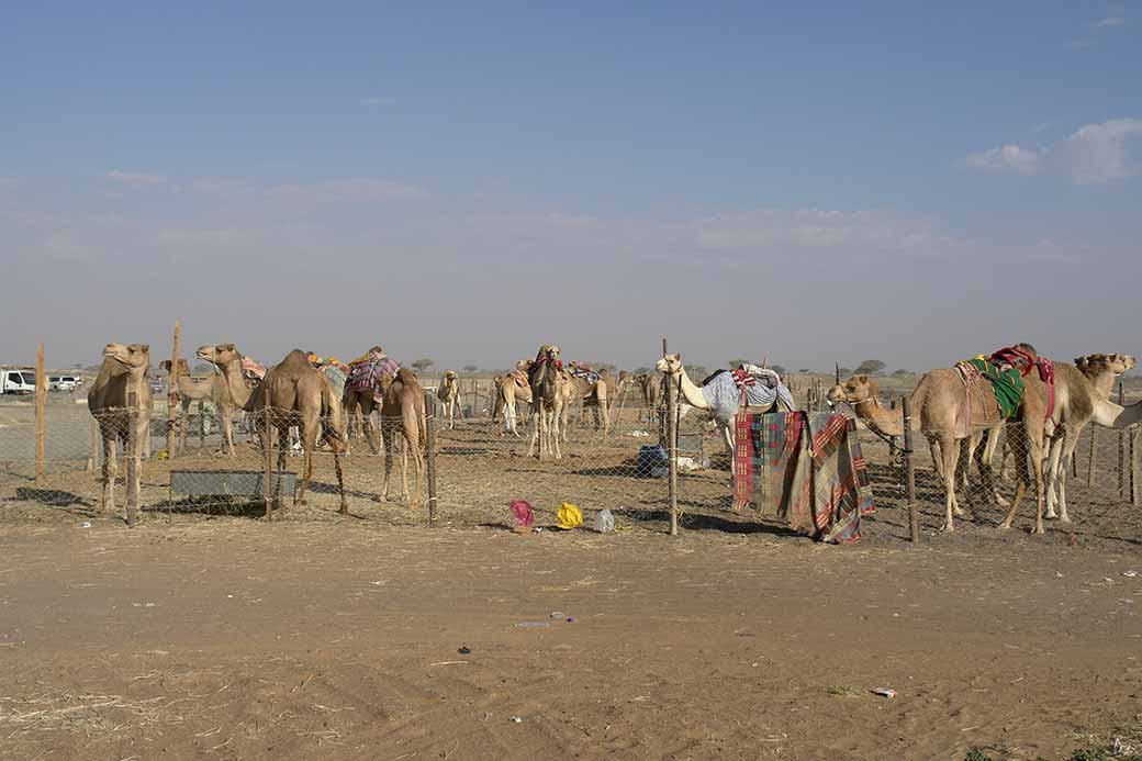 Camel pens