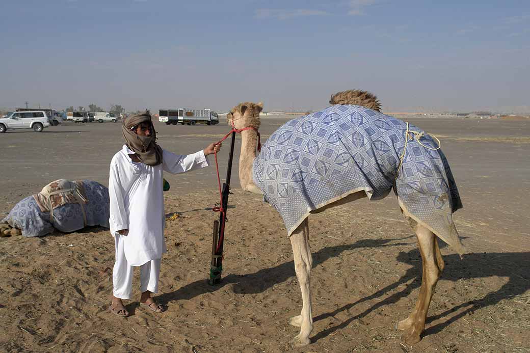 Holding a camel 