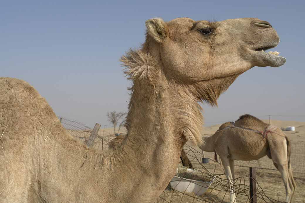 At the camel farm