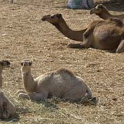 Young camels