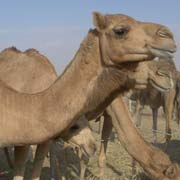 Camels to be sold