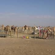 Camel pens