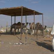 Inspecting camels