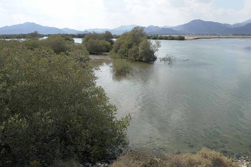 Mangroves, Khor Kalba