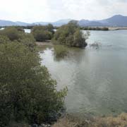 Mangroves, Khor Kalba