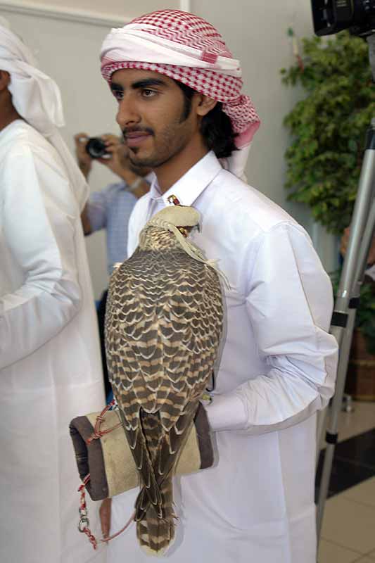 Displaying a hunting falcon