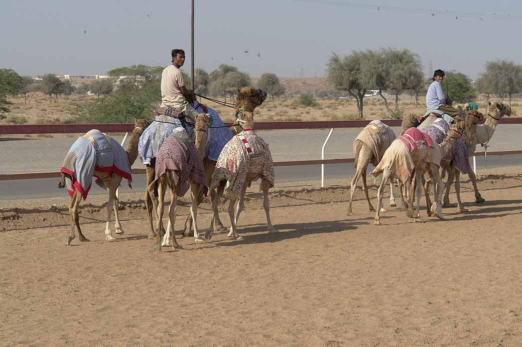 Camel racing track